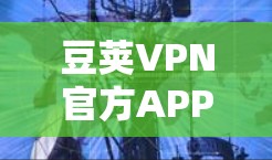 豆荚VPN官方APP最新版，安全连接，畅享互联网